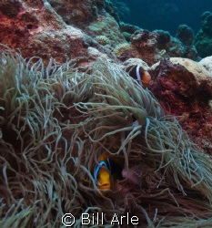 Canon G-10, Ikelite housing, strobes and dome. by Bill Arle 